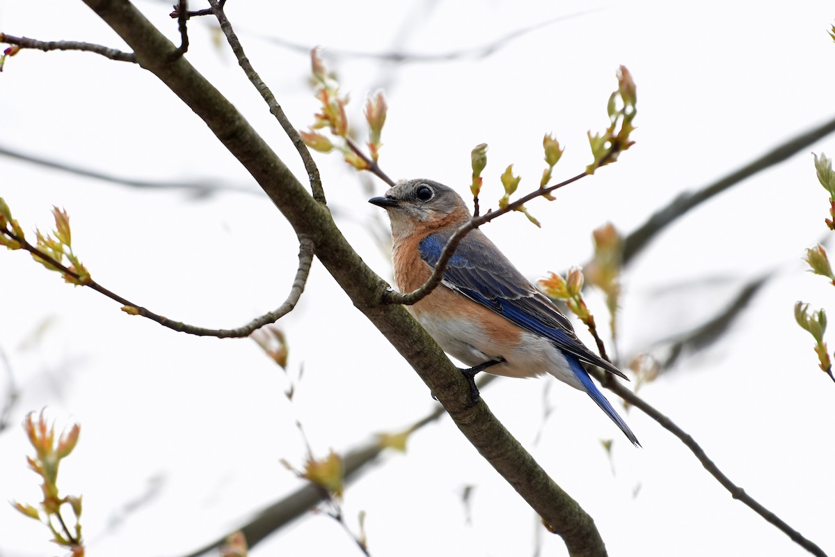 Eastern Bluebird - ML618638155