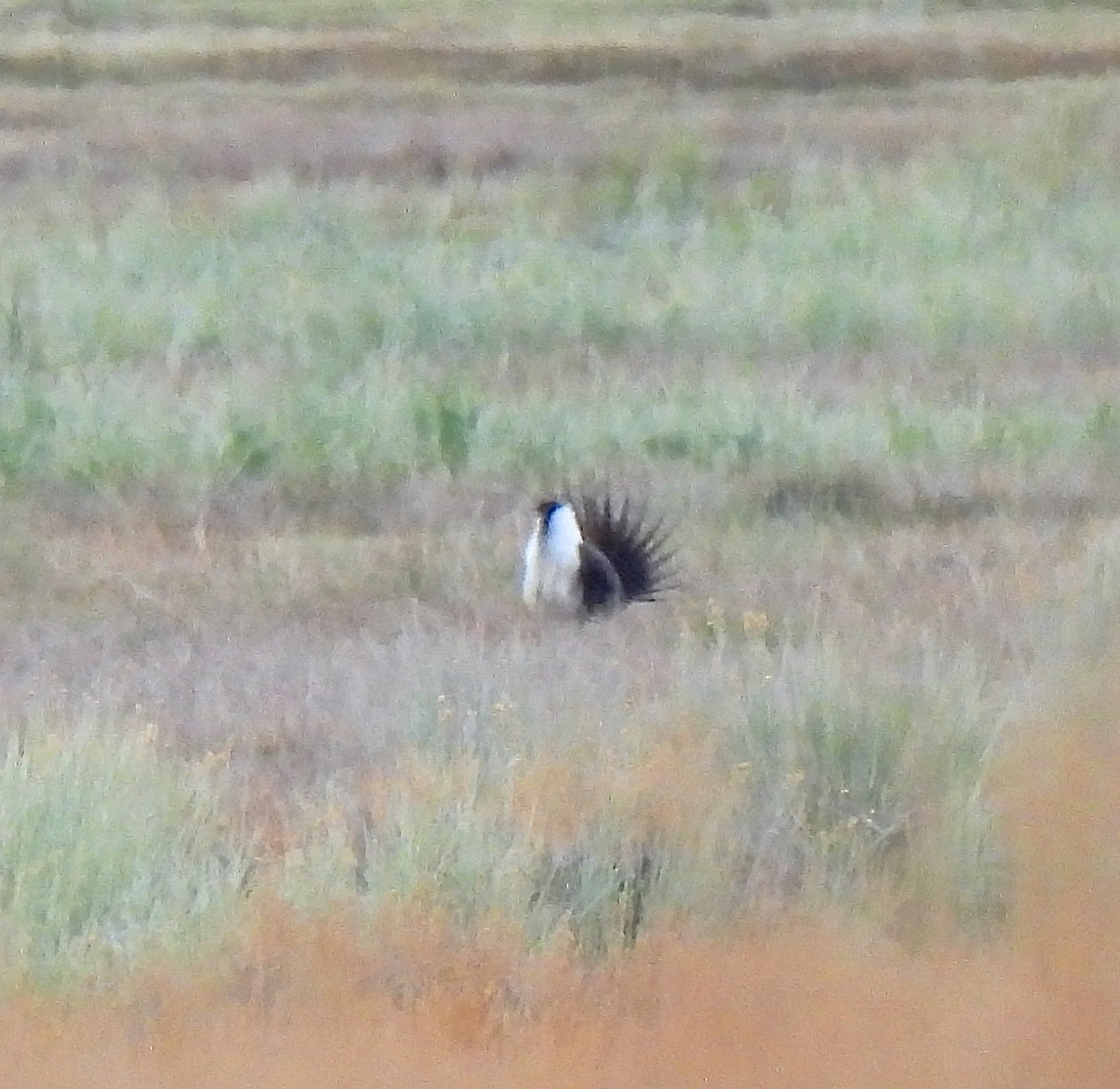 Greater Sage-Grouse - Alison Hiers