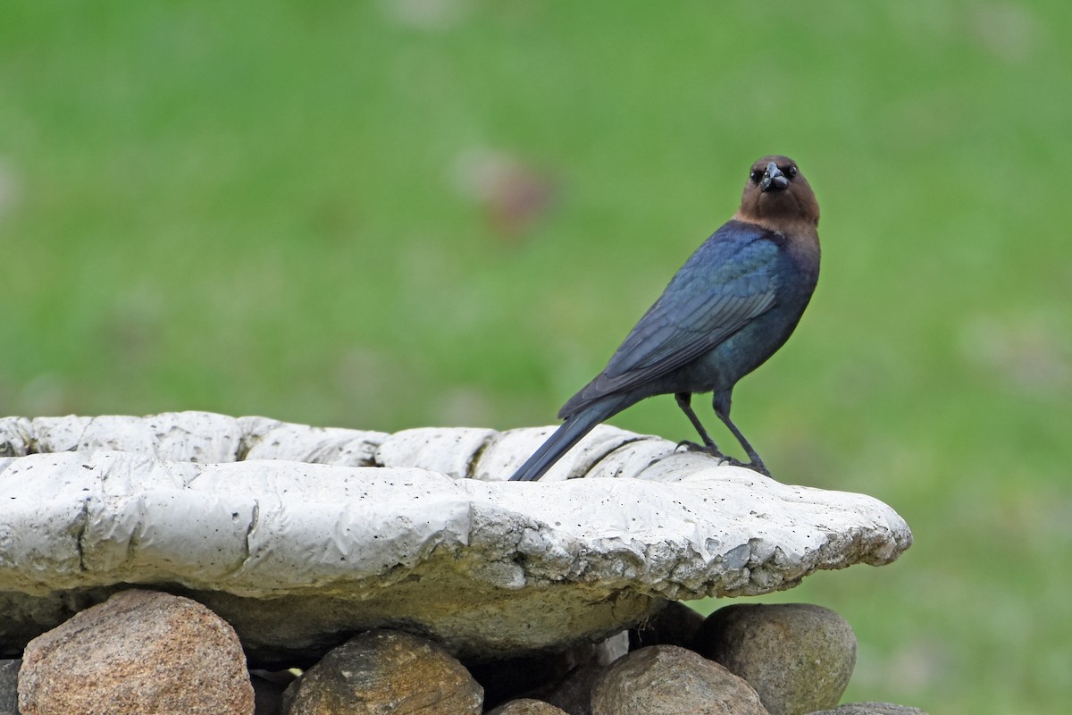 Brown-headed Cowbird - ML618638180