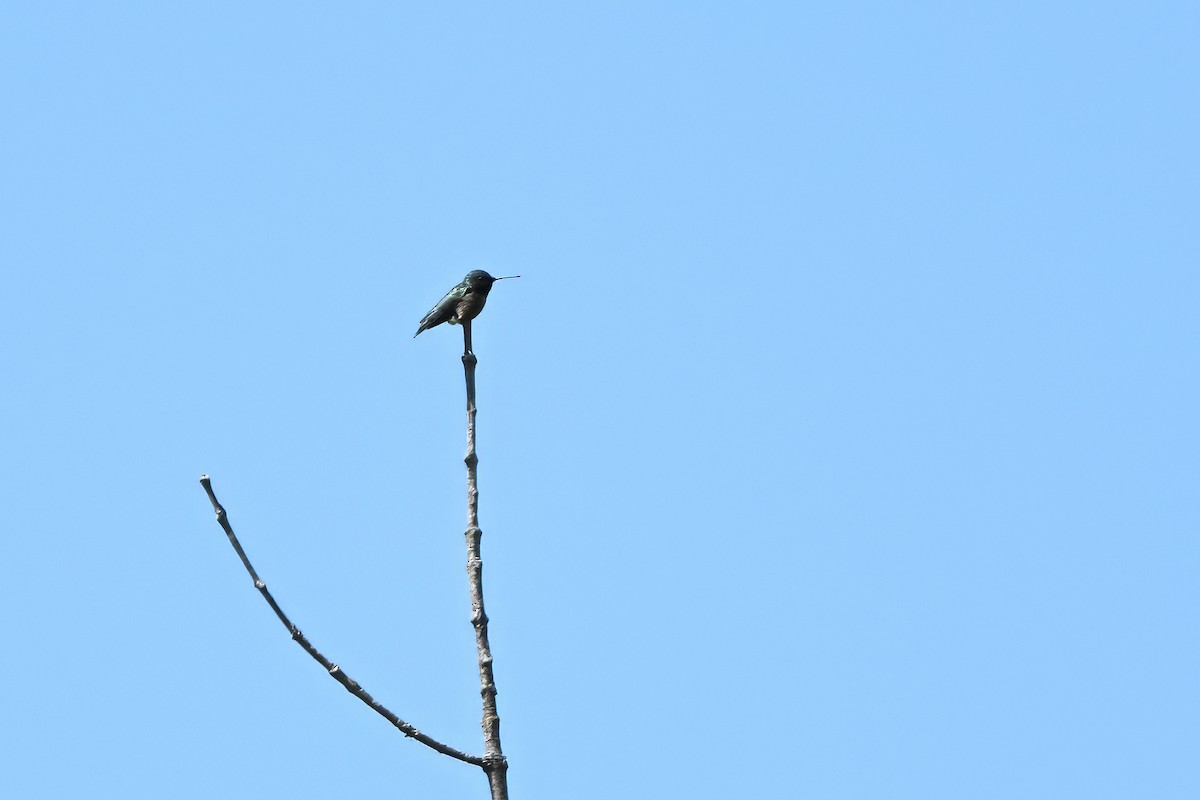 Ruby-throated Hummingbird - ML618638183