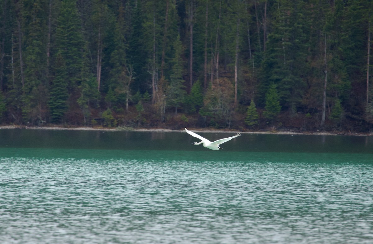 Trumpeter Swan - Wilson Davidson