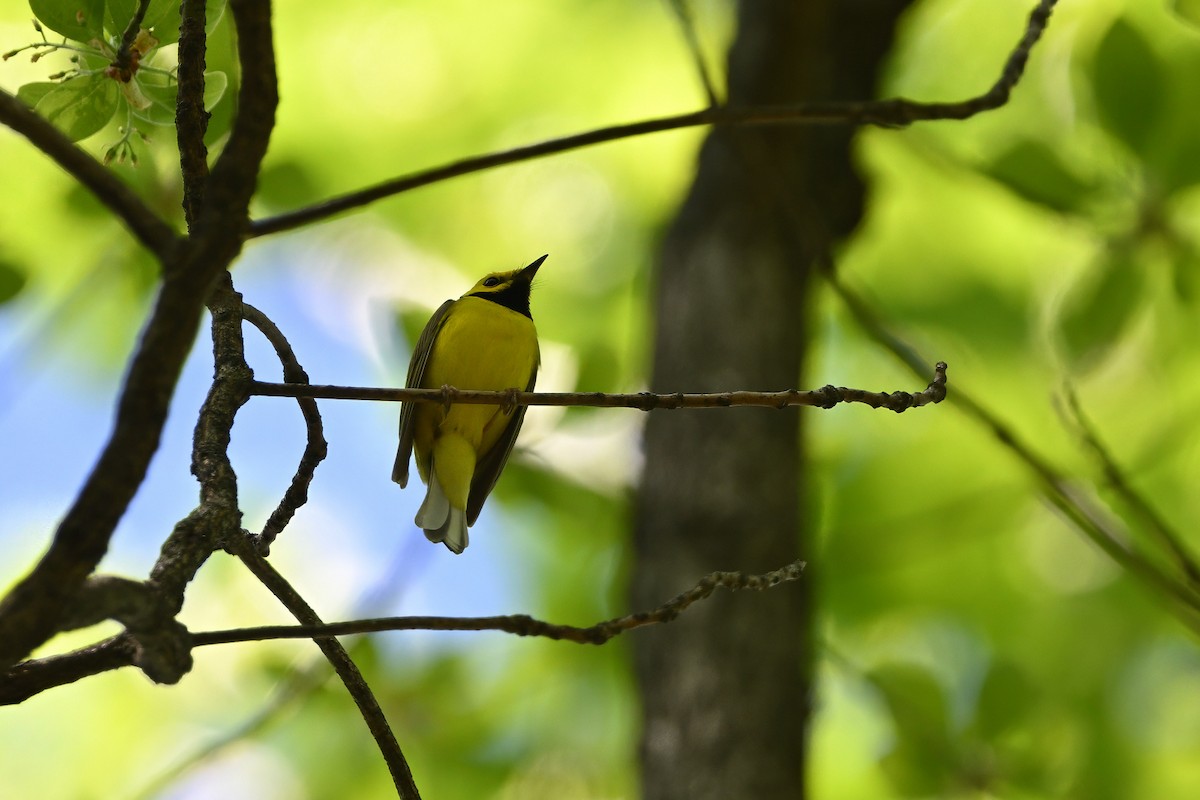 Hooded Warbler - ML618638193