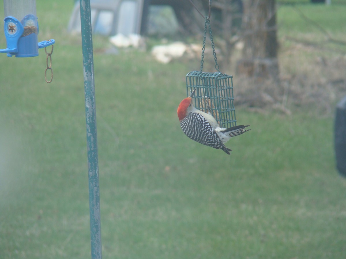 Red-bellied Woodpecker - ML618638203