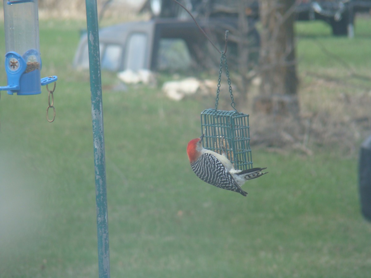 Red-bellied Woodpecker - ML618638204