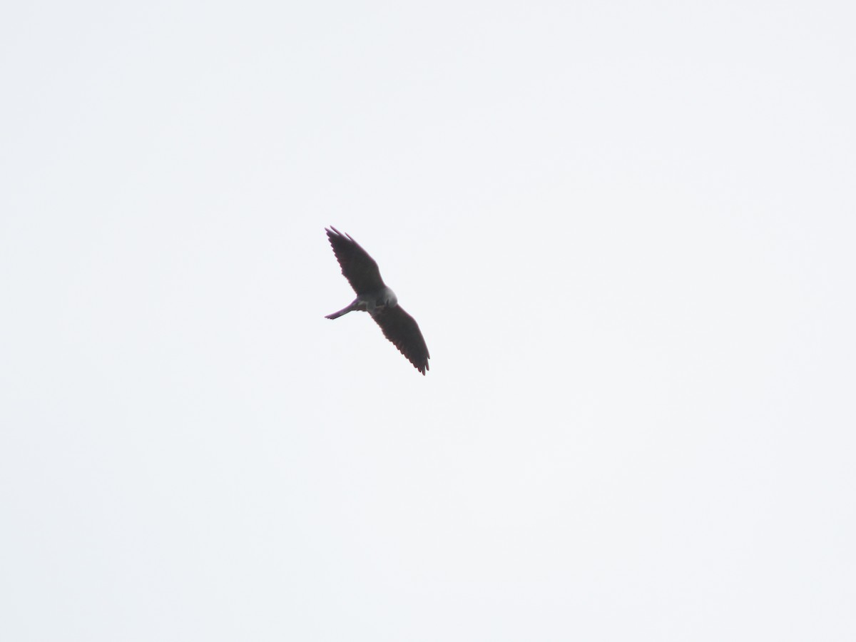 Mississippi Kite - ML618638206