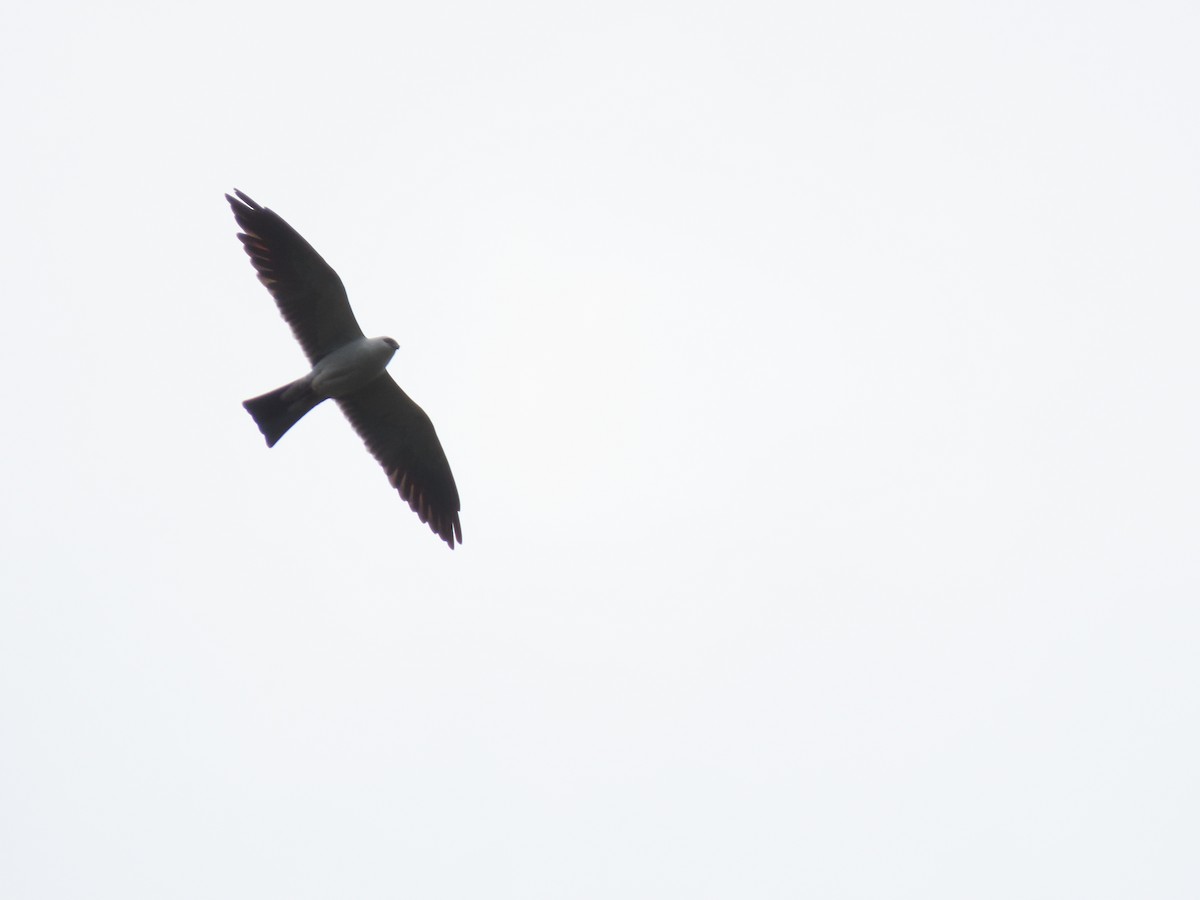 Mississippi Kite - Cristian Cufiño