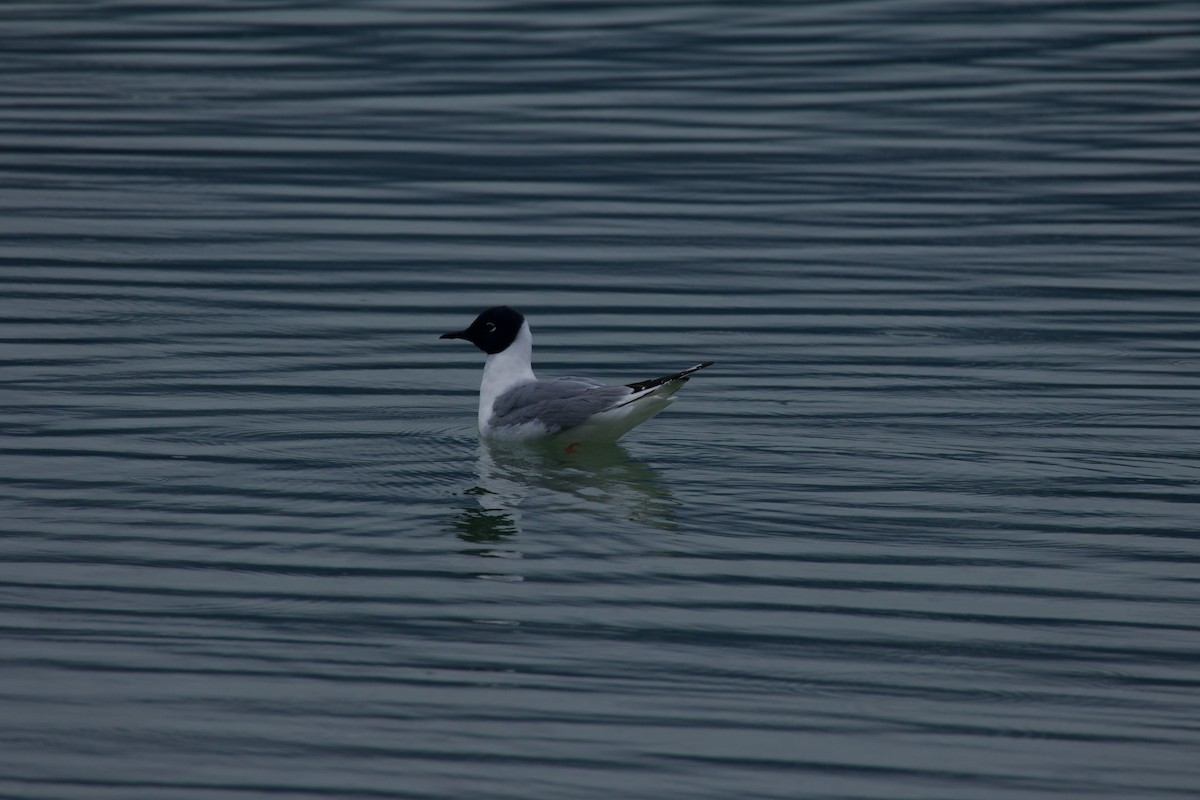 Bonaparte's Gull - Wilson Davidson