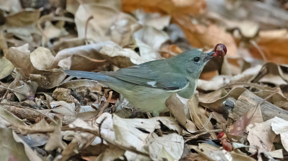 Black-throated Blue Warbler - ML618638228