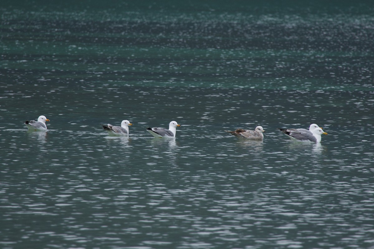 California Gull - ML618638231