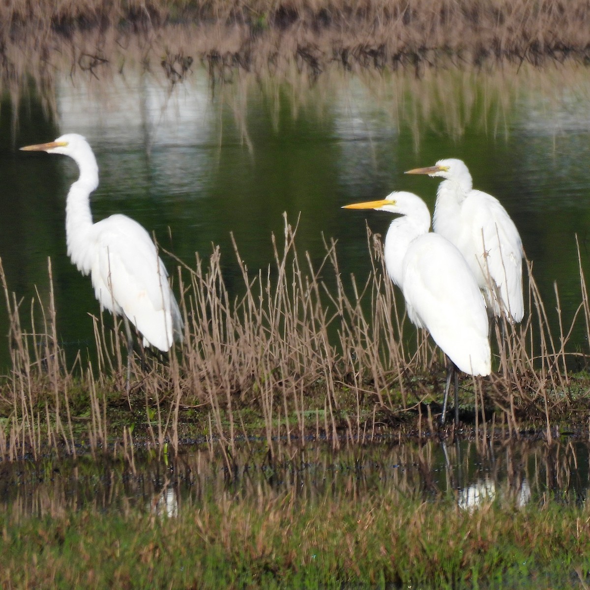 Great Egret - ML618638244