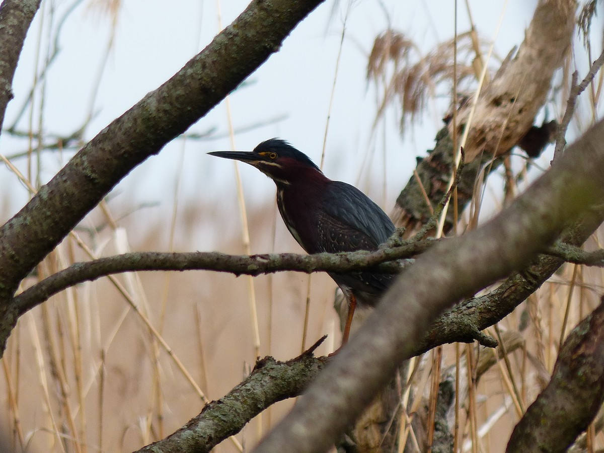 Green Heron - ML618638253