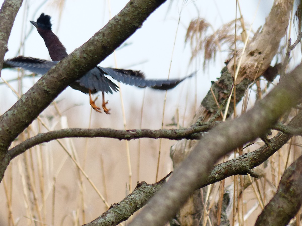 Green Heron - ML618638254