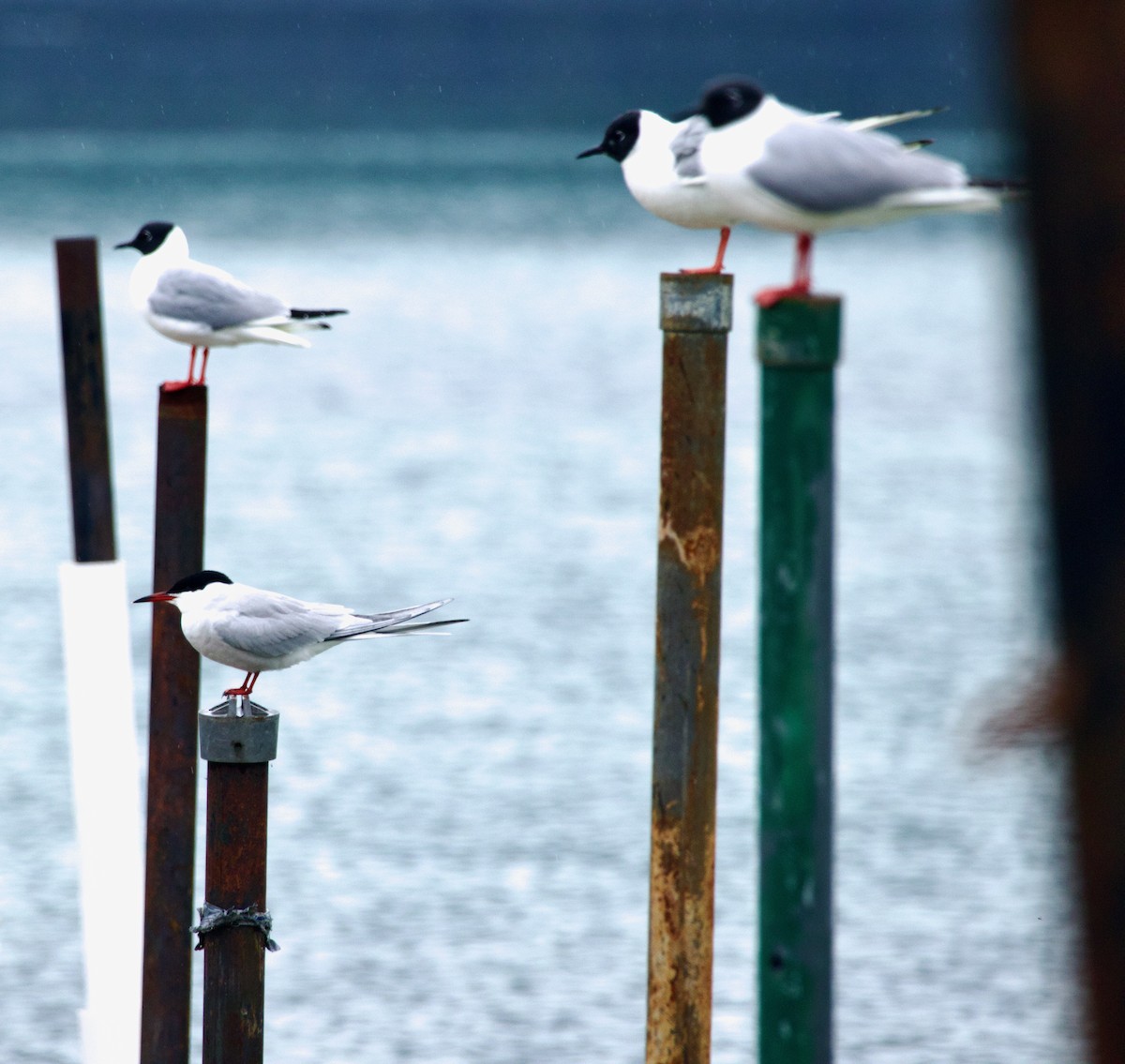 Common Tern - ML618638255