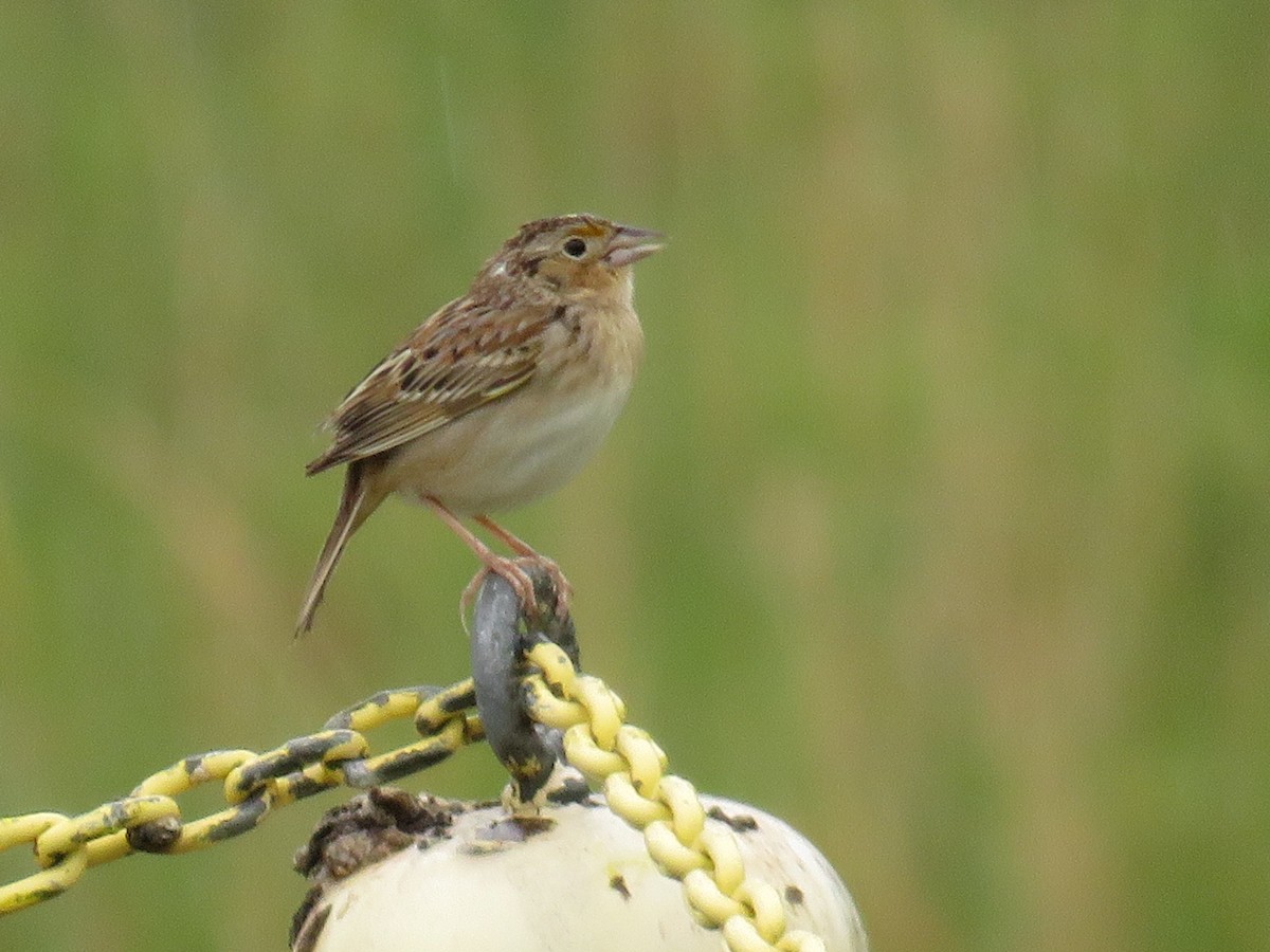 Grasshopper Sparrow - ML618638272