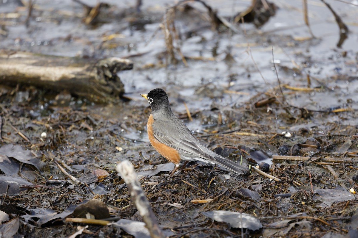 American Robin - ML618638275