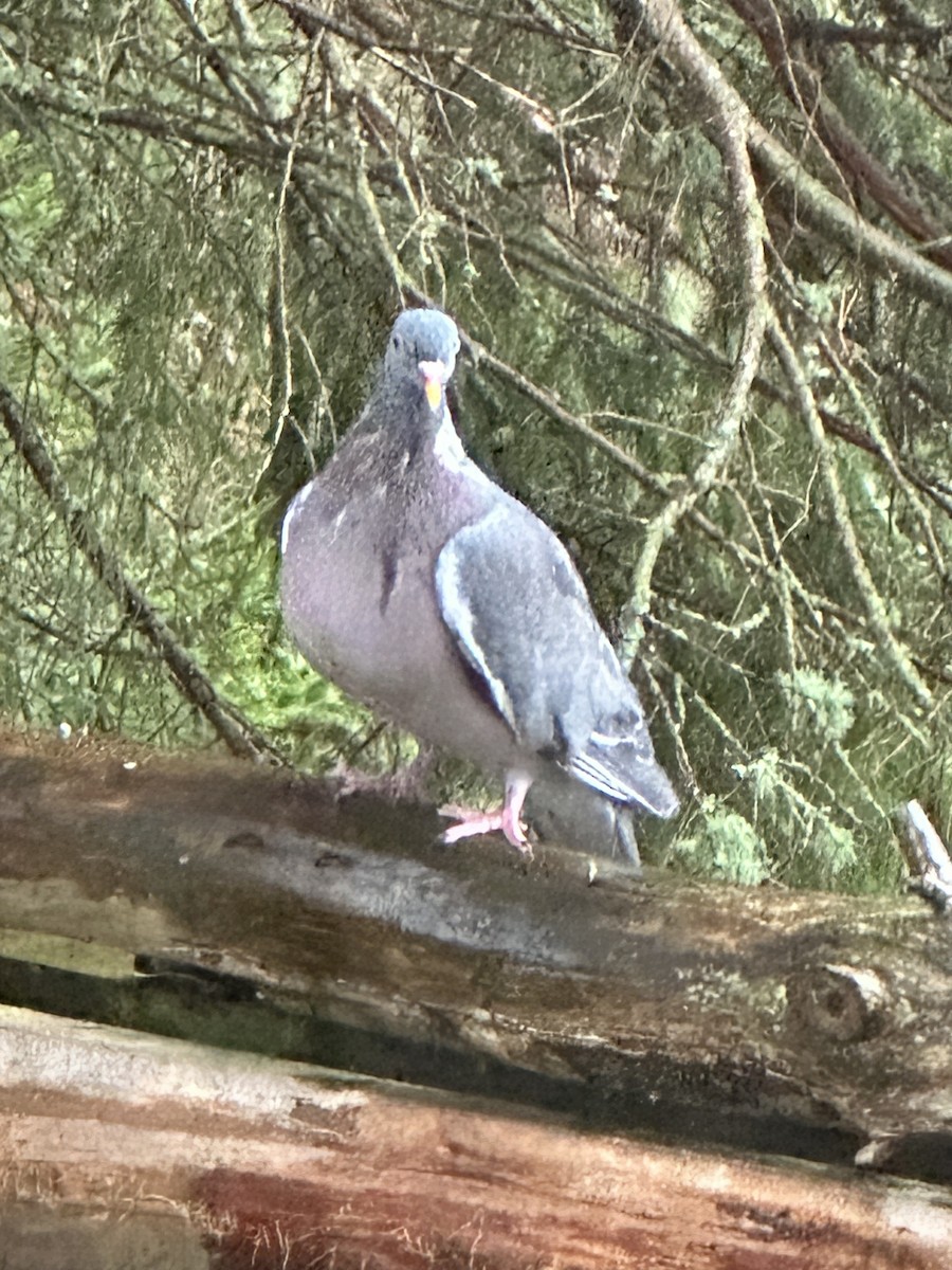 Common Wood-Pigeon - Wally Taylor