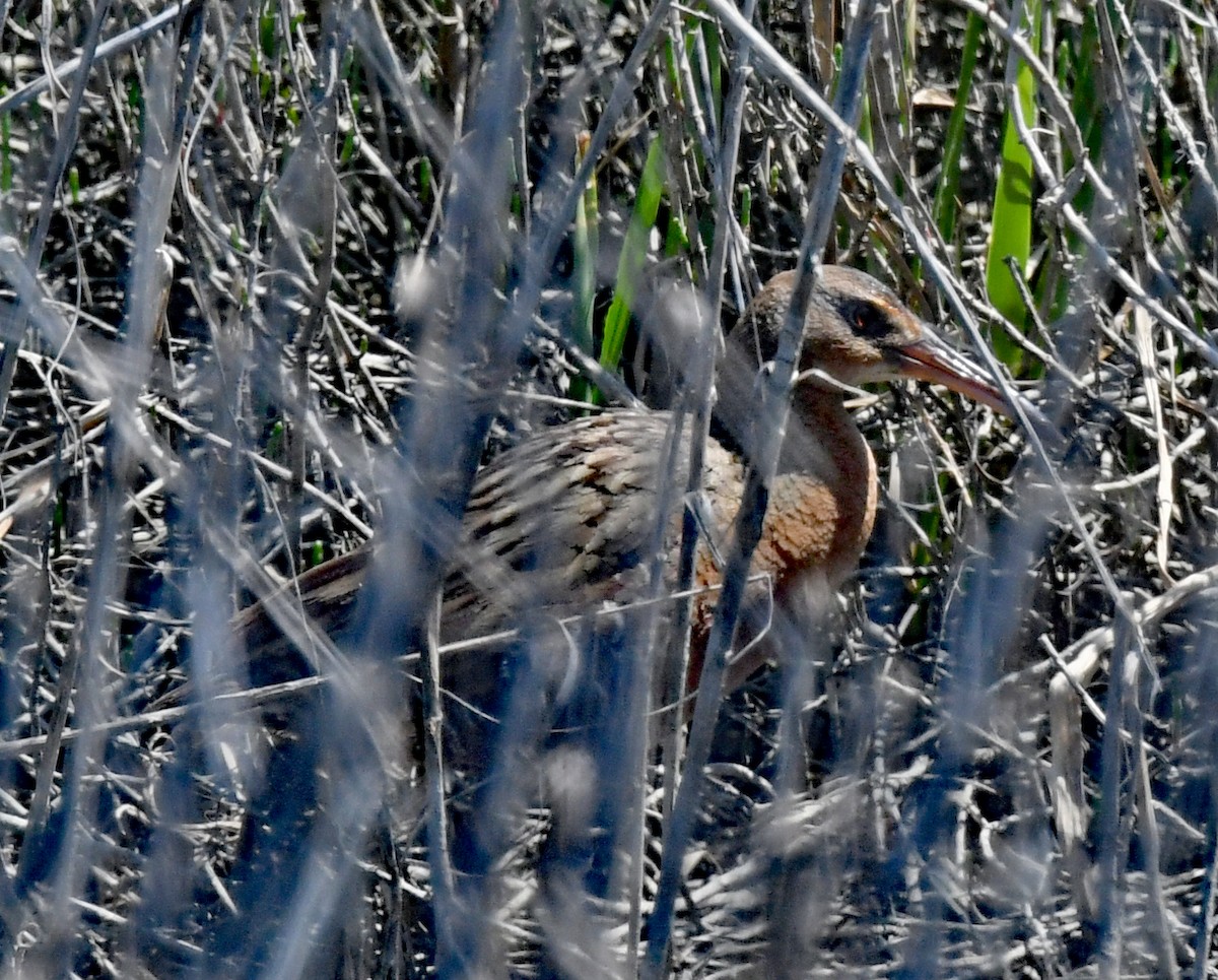 Ridgway's Rail - Richard Taylor