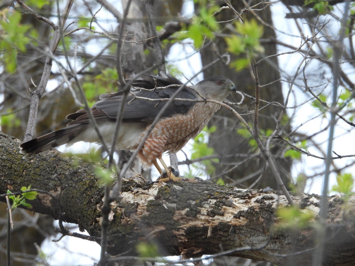 Cooper's Hawk - ML618638323