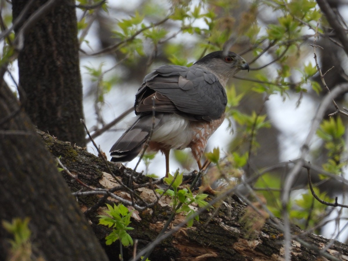 Cooper's Hawk - ML618638328