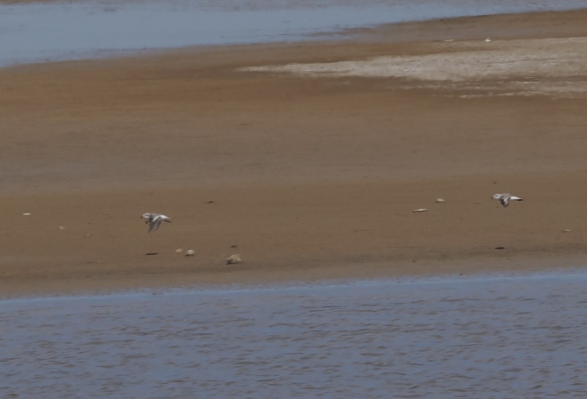 Snowy Plover - Bob Foehring