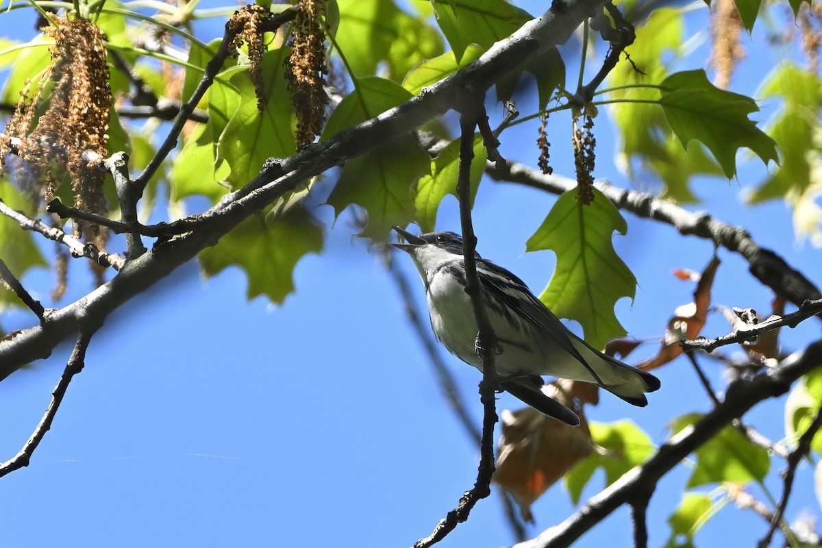 Cerulean Warbler - ML618638486