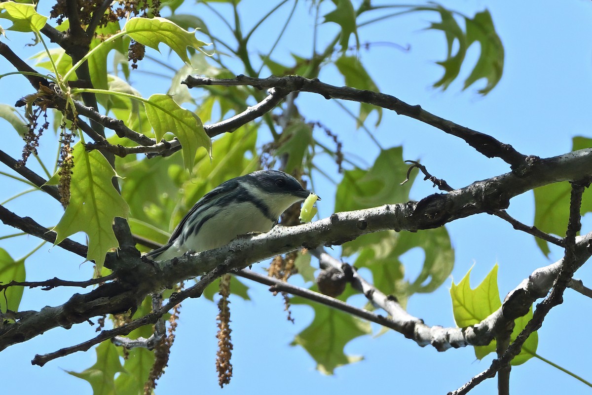 Cerulean Warbler - ML618638487