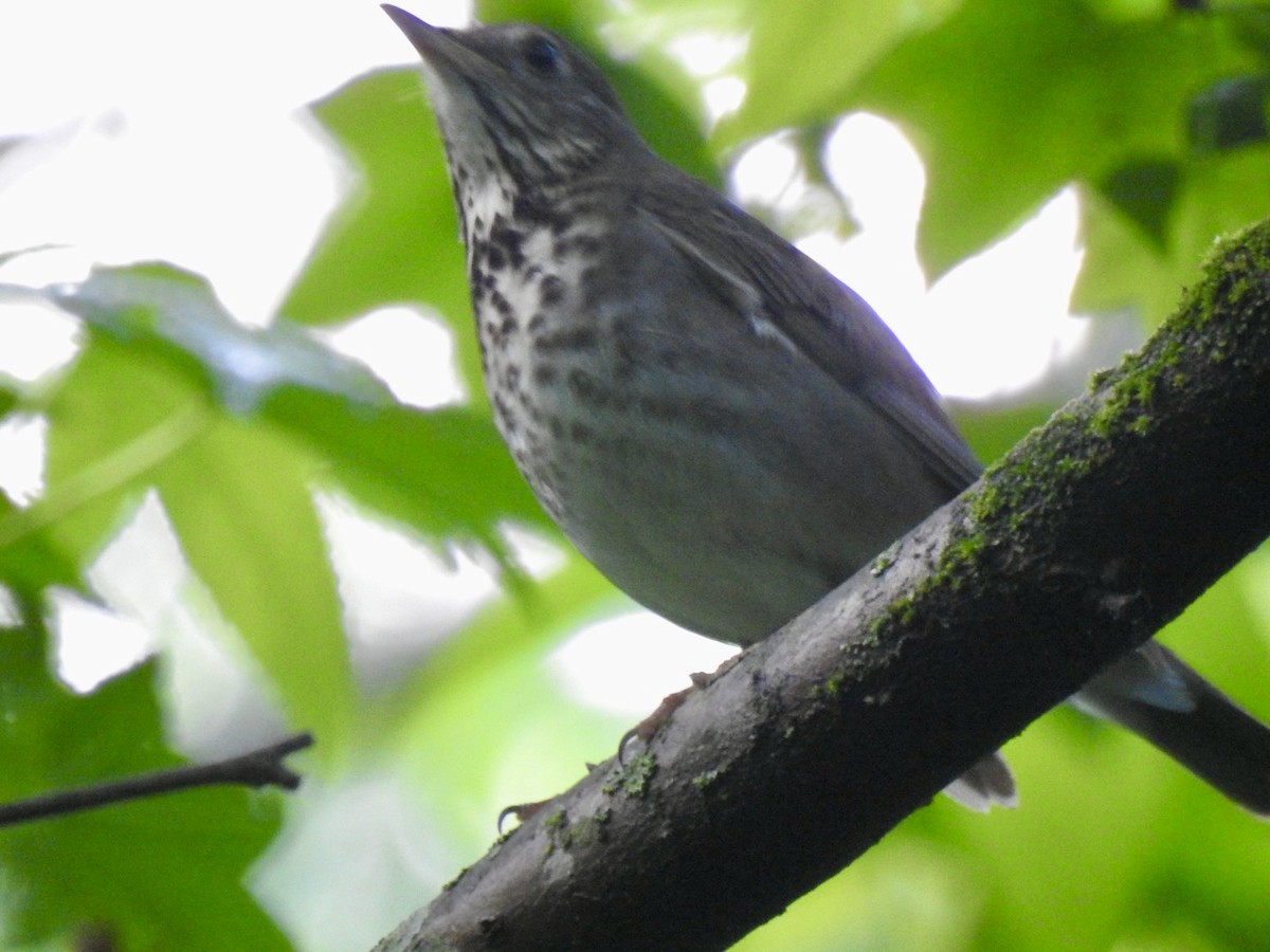 Gray-cheeked Thrush - Ariel Dunham