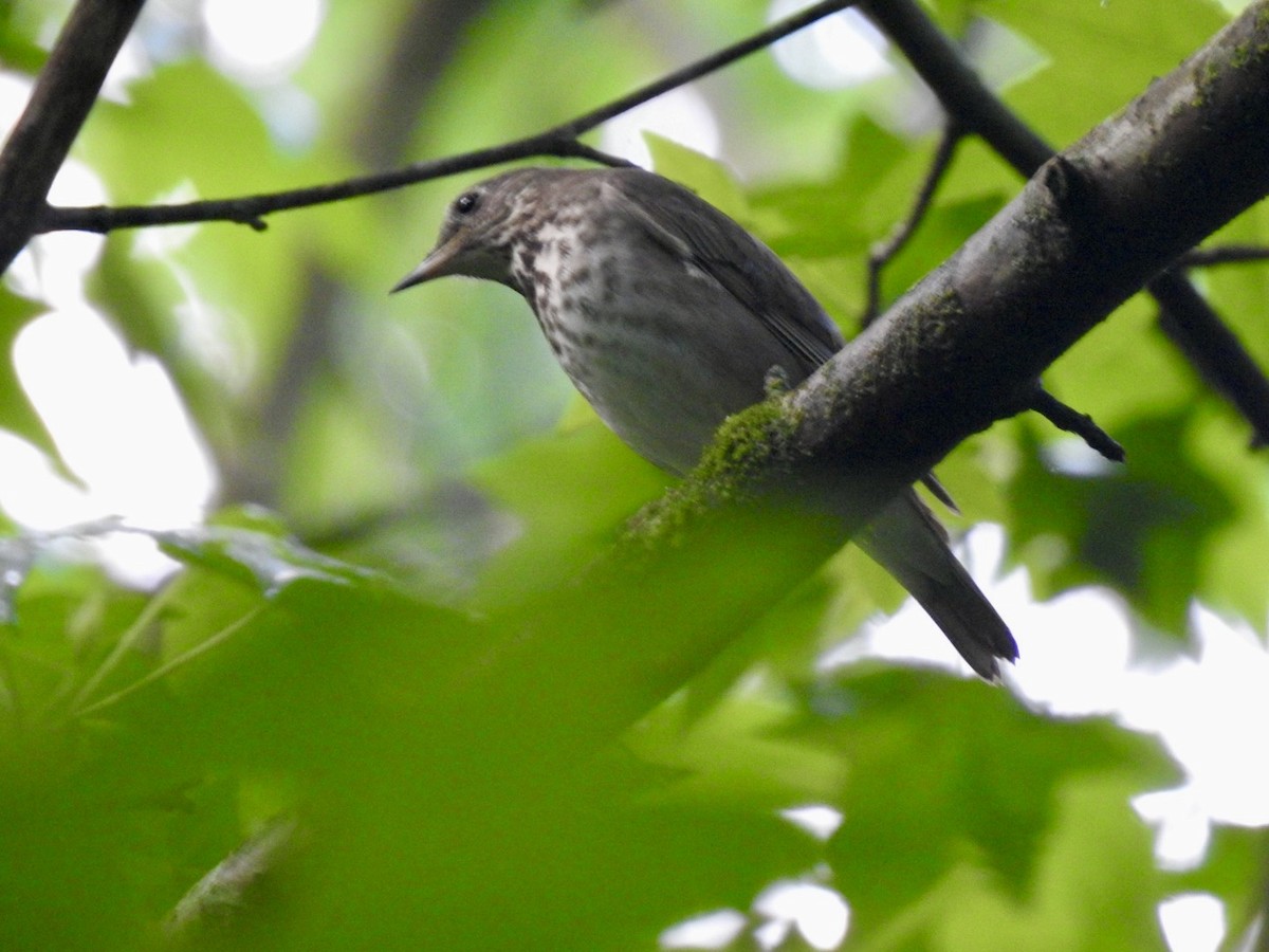 Gray-cheeked Thrush - Ariel Dunham