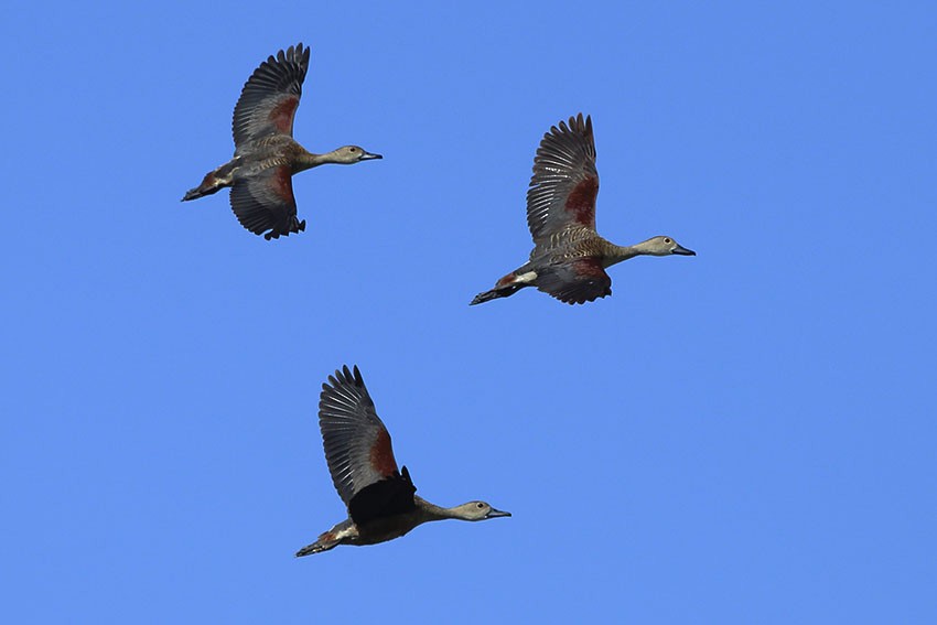 Lesser Whistling-Duck - ML61863861