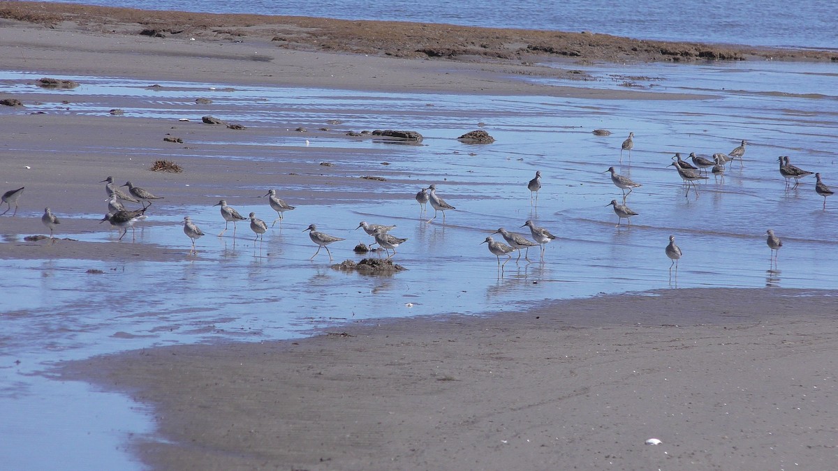 Lesser Yellowlegs - ML618638640