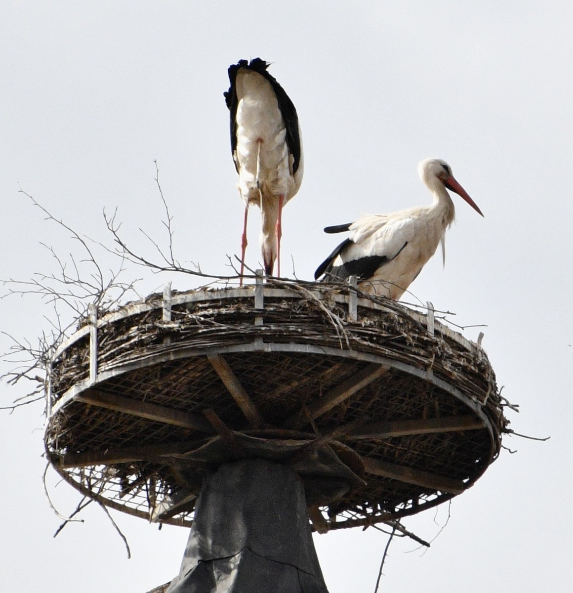 White Stork - don mcgregor