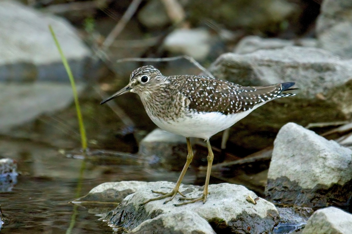 Solitary Sandpiper - ML618638666