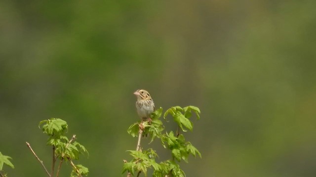 Henslow's Sparrow - ML618638680