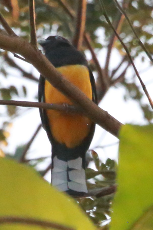 Black-headed Trogon - Susan Hunter