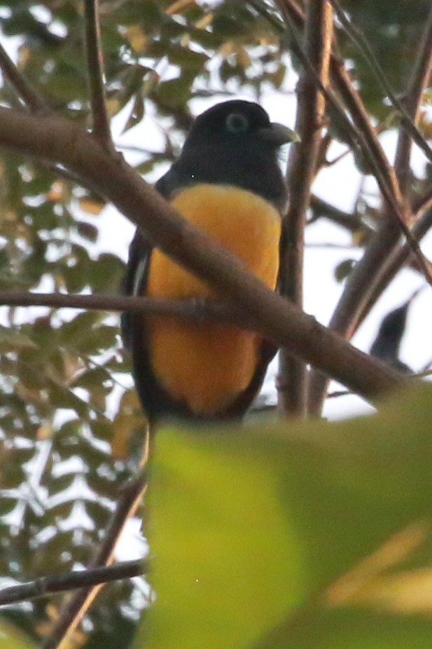 Black-headed Trogon - Susan Hunter