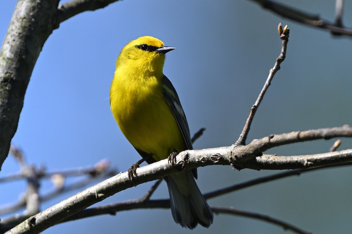 Blue-winged Warbler - ML618638702