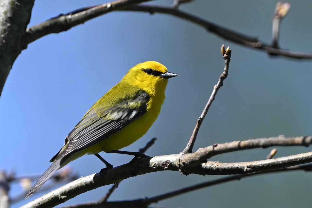 Blue-winged Warbler - ML618638703