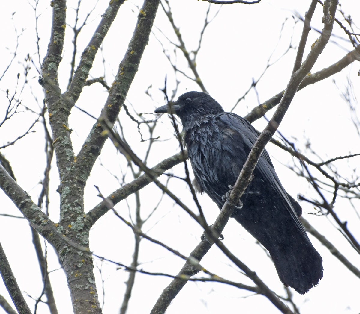 American Crow - ML618638707