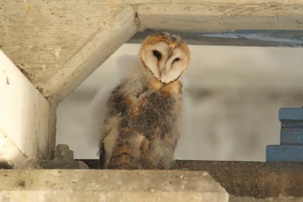 Barn Owl - ML618638712