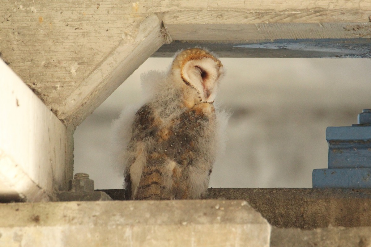 Barn Owl - Anonymous