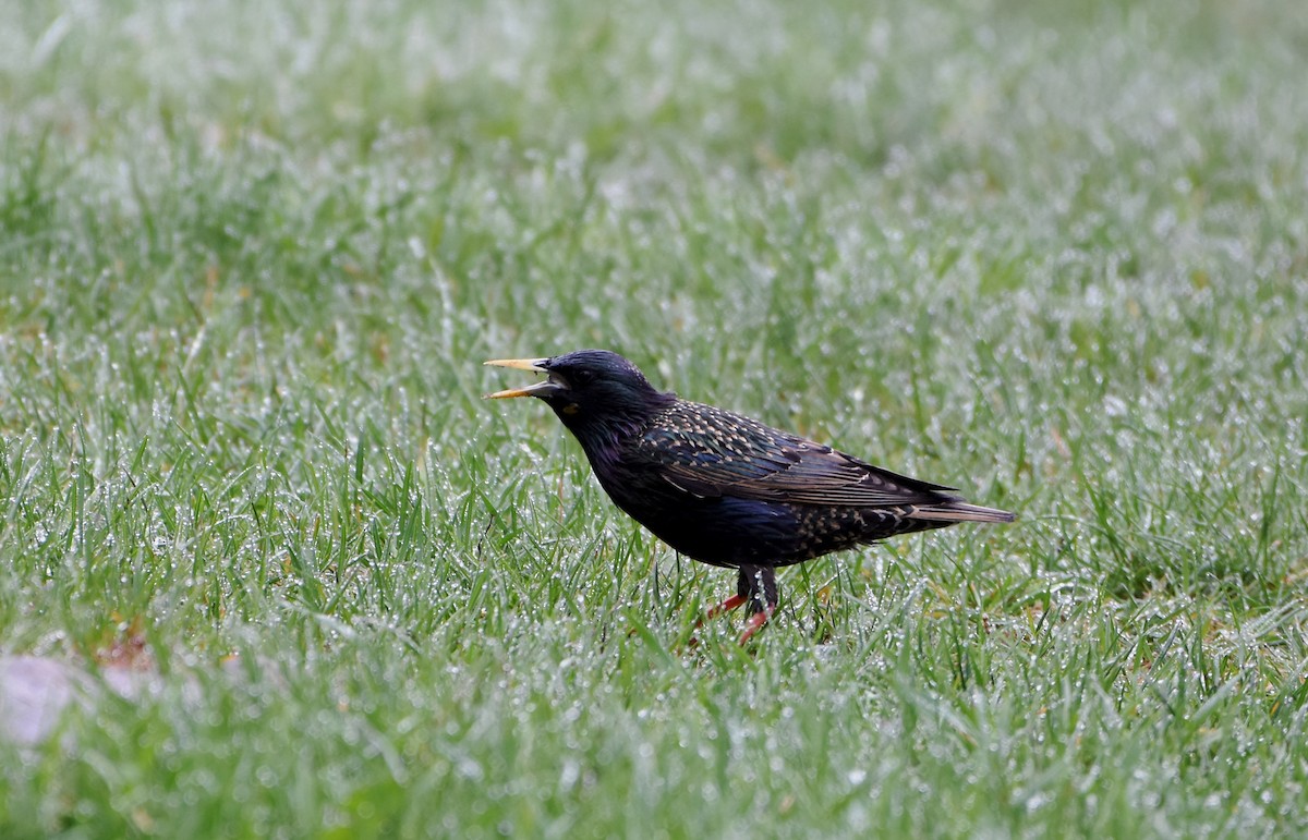 European Starling - ML618638725