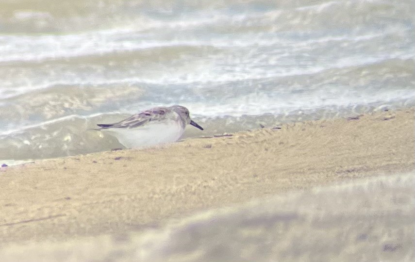 Bécasseau sanderling - ML618638756