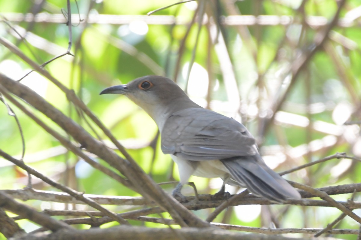 Black-billed Cuckoo - Juan Pablo Ligorria