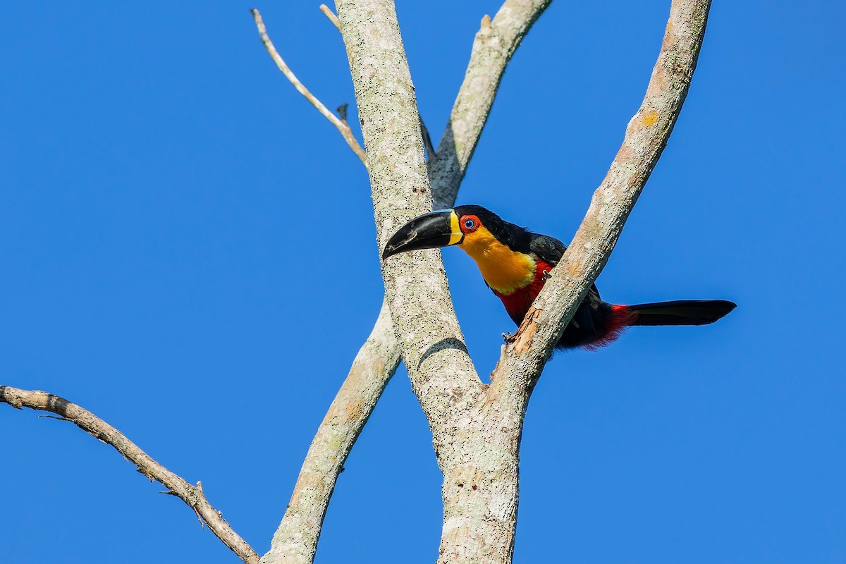 Channel-billed Toucan - Gabriel Bonfa