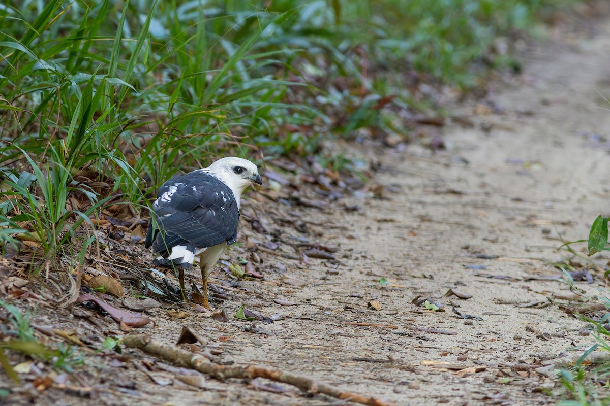 White-necked Hawk - ML618638791