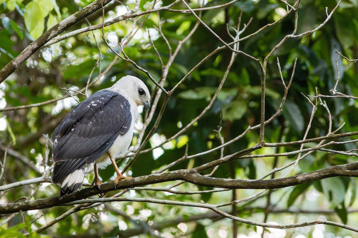 White-necked Hawk - ML618638794