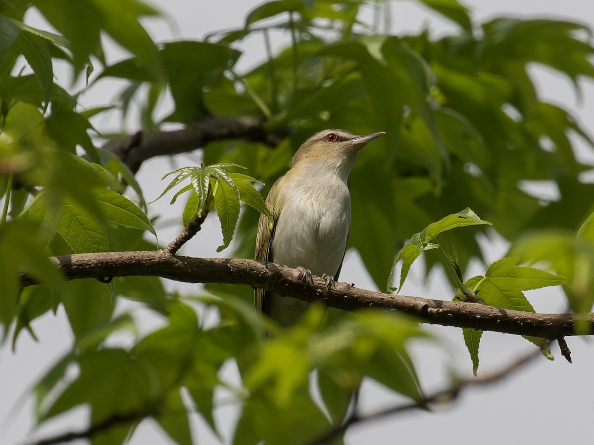 Red-eyed Vireo - ML618638807