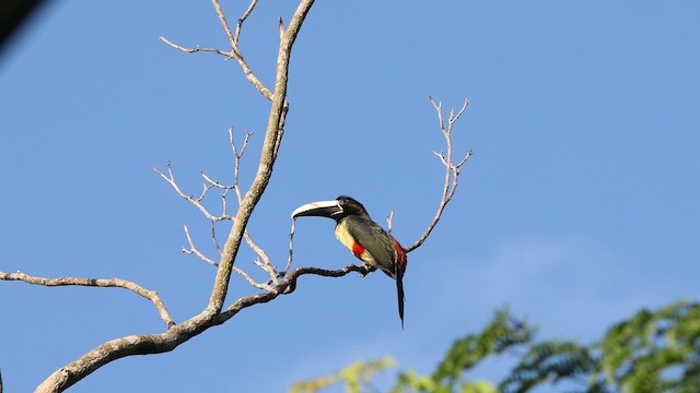 Black-necked Aracari - ML618638833