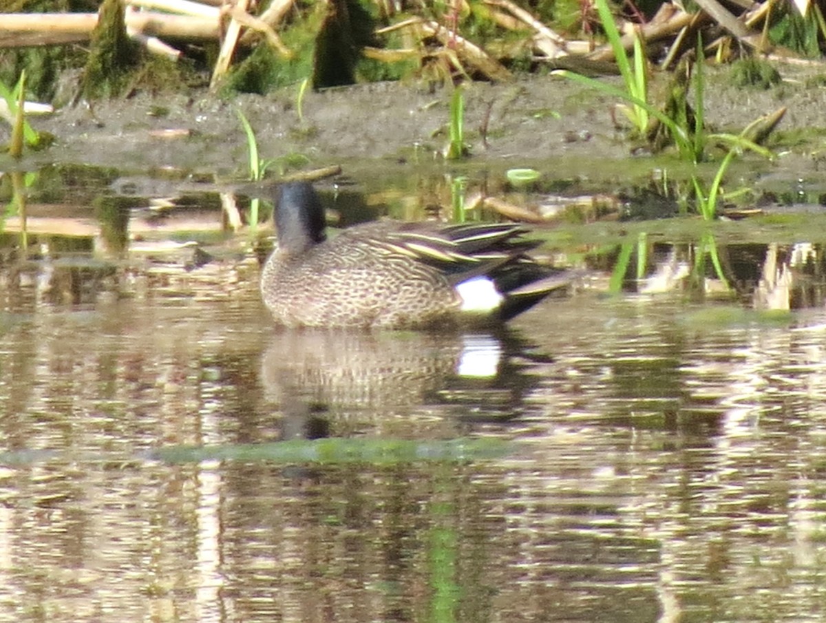 Blue-winged Teal - ML618638838