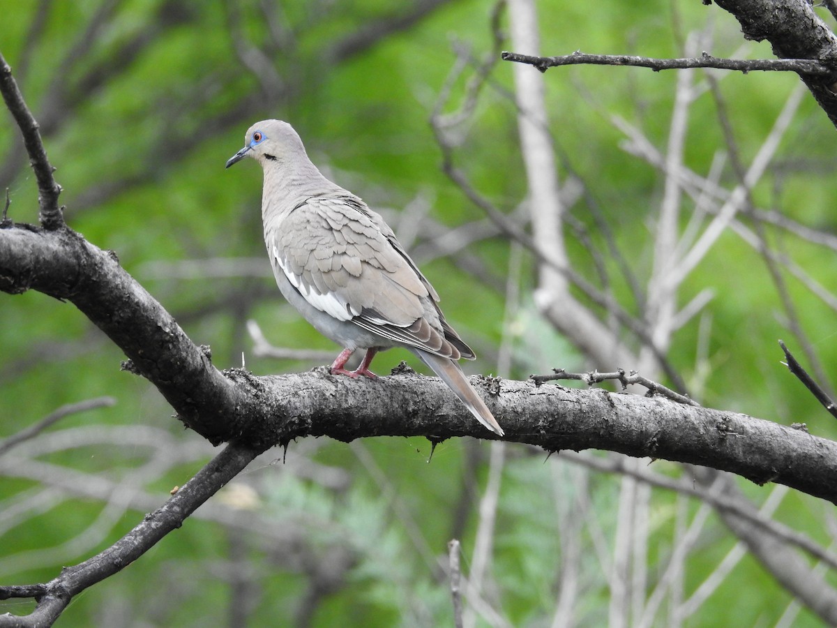 White-winged Dove - Sue Murphy